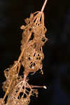 Eastern purple bladderwort